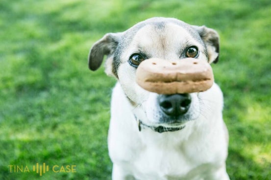 Can your pet have a treat during a photo session.