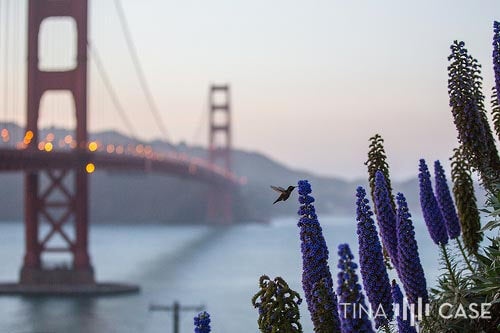 Focus on the hummingbird with the Golden Gate Bridge