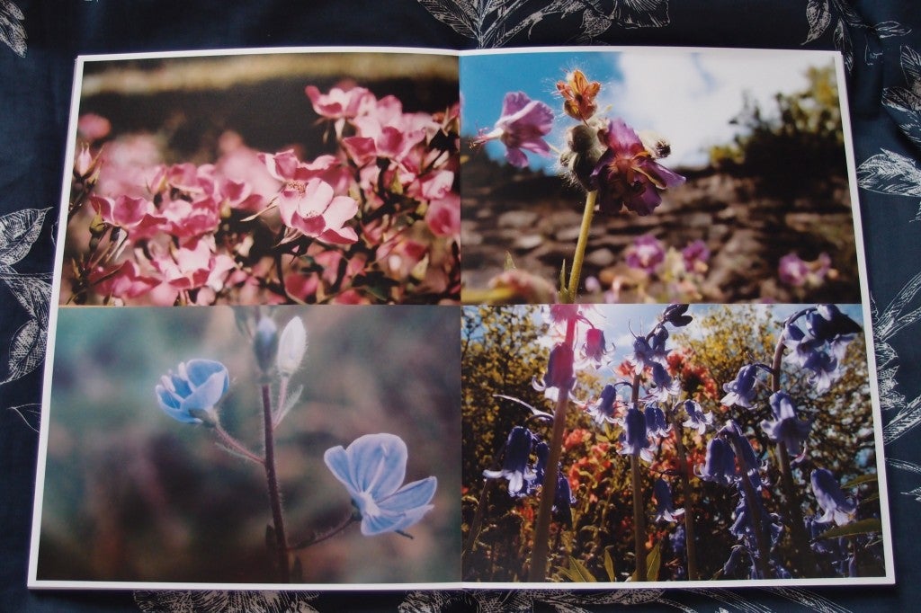 A selection of photography of flowers.