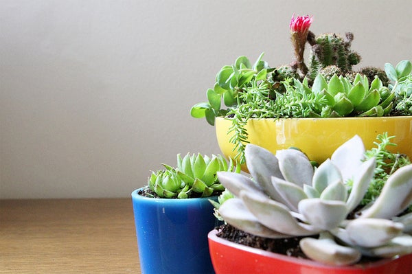 A selection of potted plants.