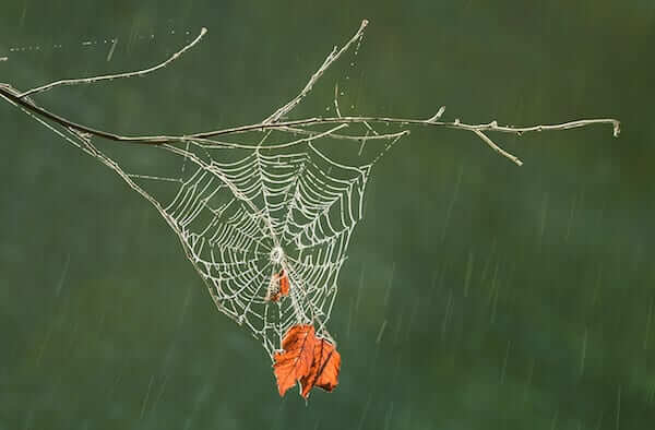 3 Spiderweb in the Rain, NJ