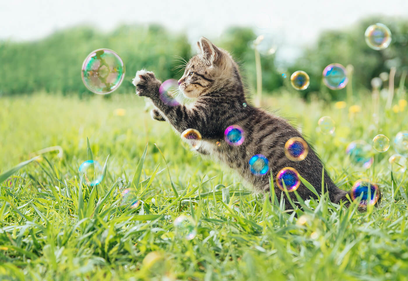 cat playing with bubbles