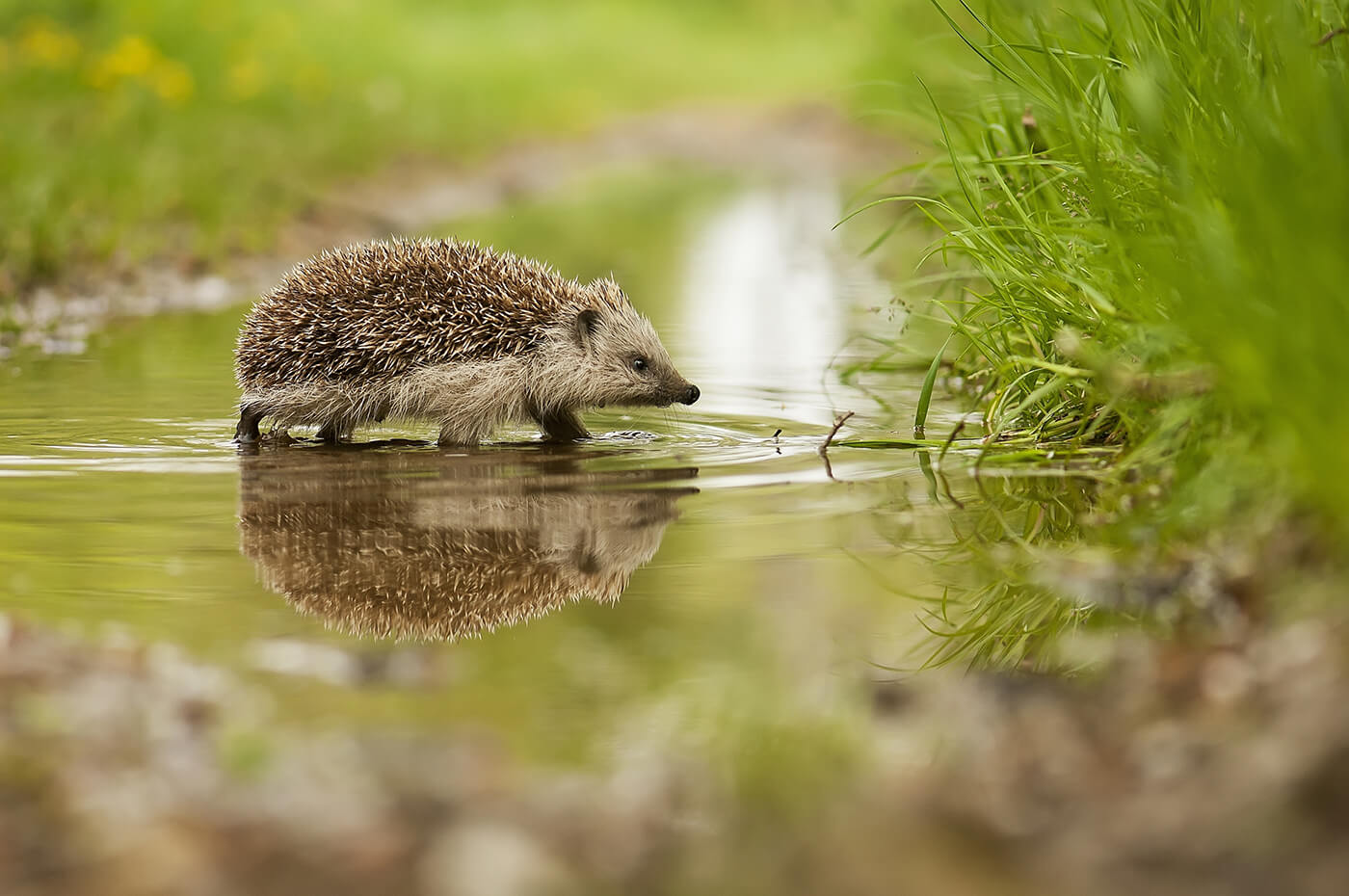 hedgehog crossing stream