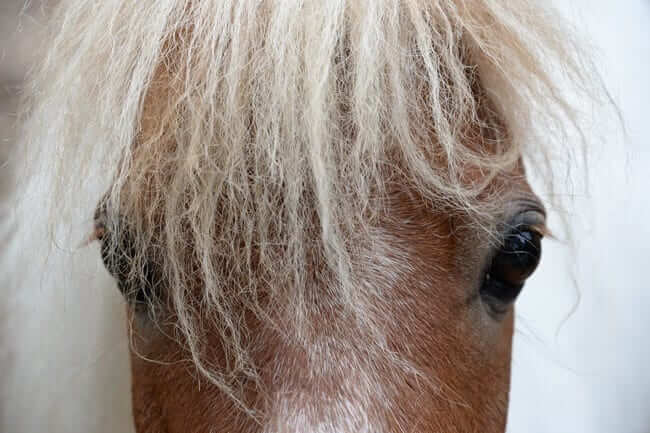 horse-closeup