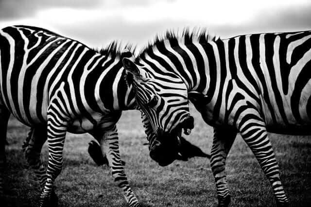 black-and-white-africa-animals-wilderness