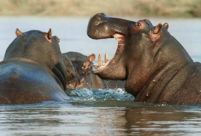 river-horse-hippopotamus-hippo-animal-68663