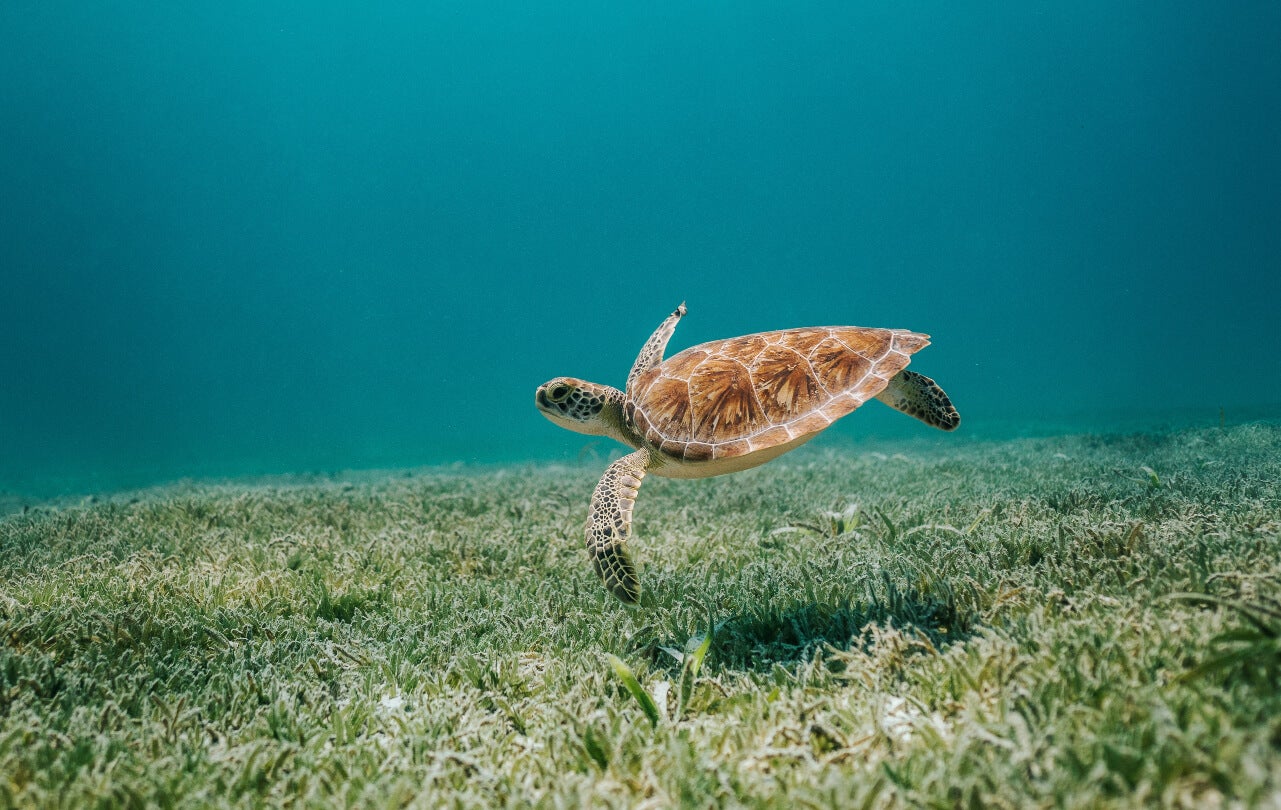 10 Underwater Photographers to Follow on Instagram