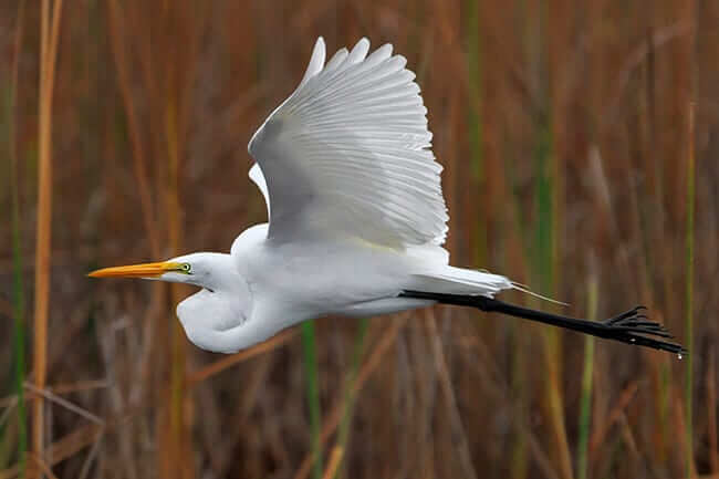 bird photography