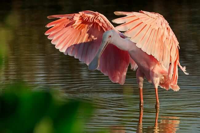 bird photography