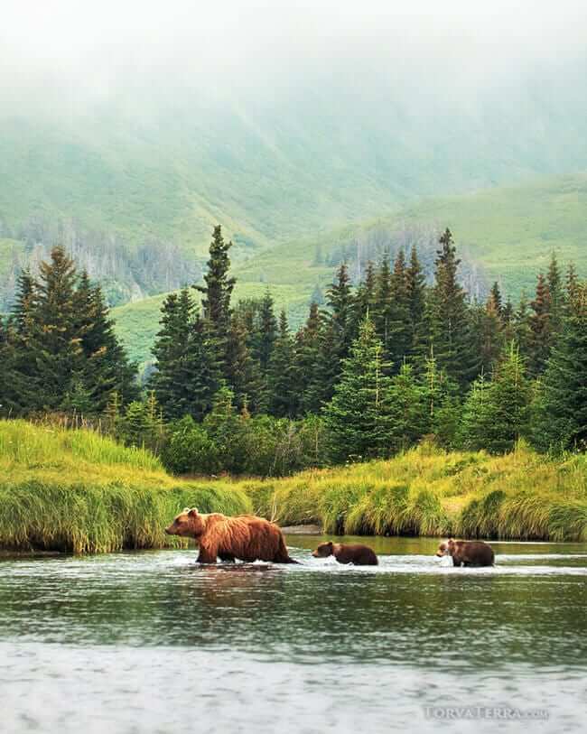 Torva Terra Photography Bear Family