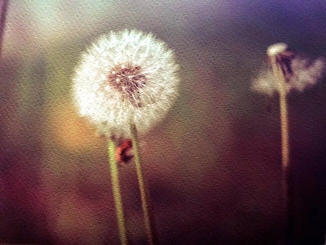 fine art print dandelion printed by Printique