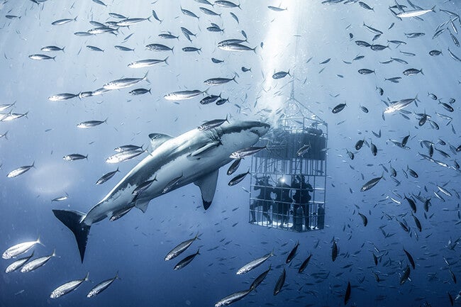 shark swimming towards shark cage