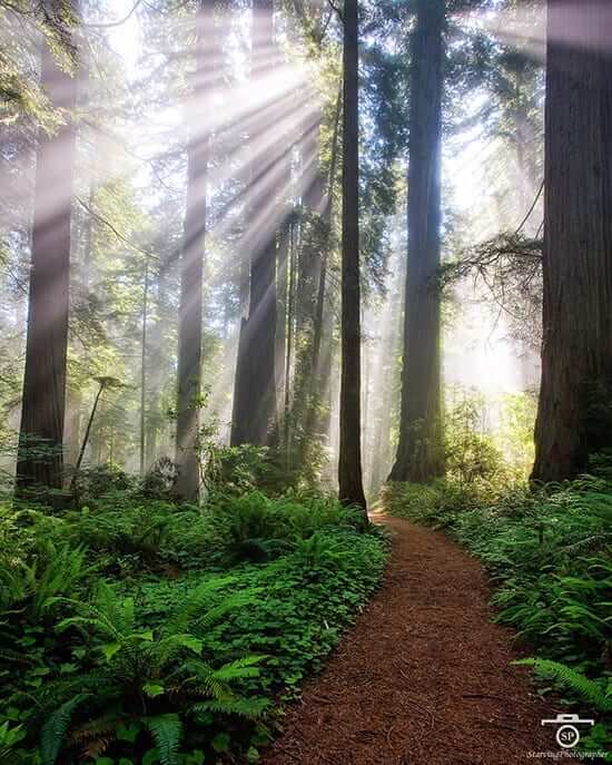 sunlight coming through forest