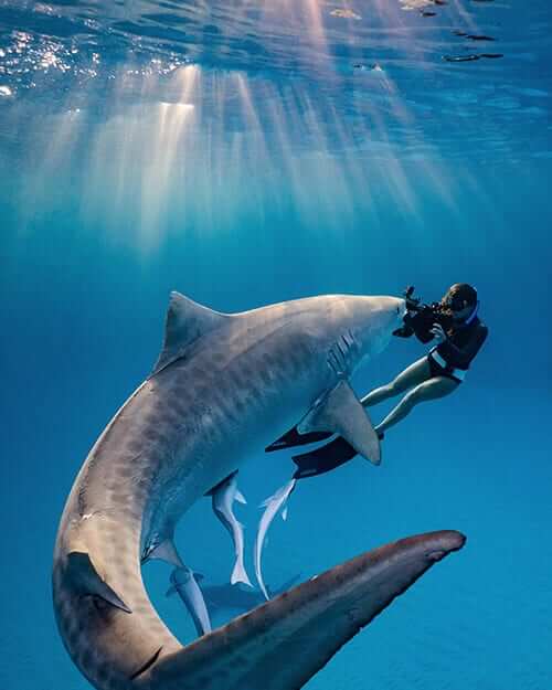 woman underwater photographing shark
