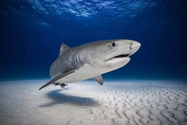 shark underwater