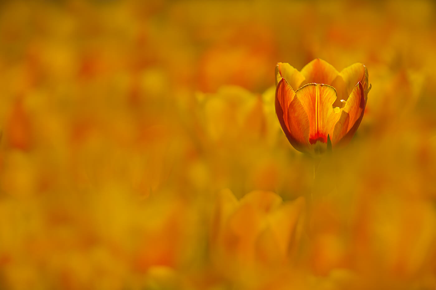 5 Macro Flower Photography Tips