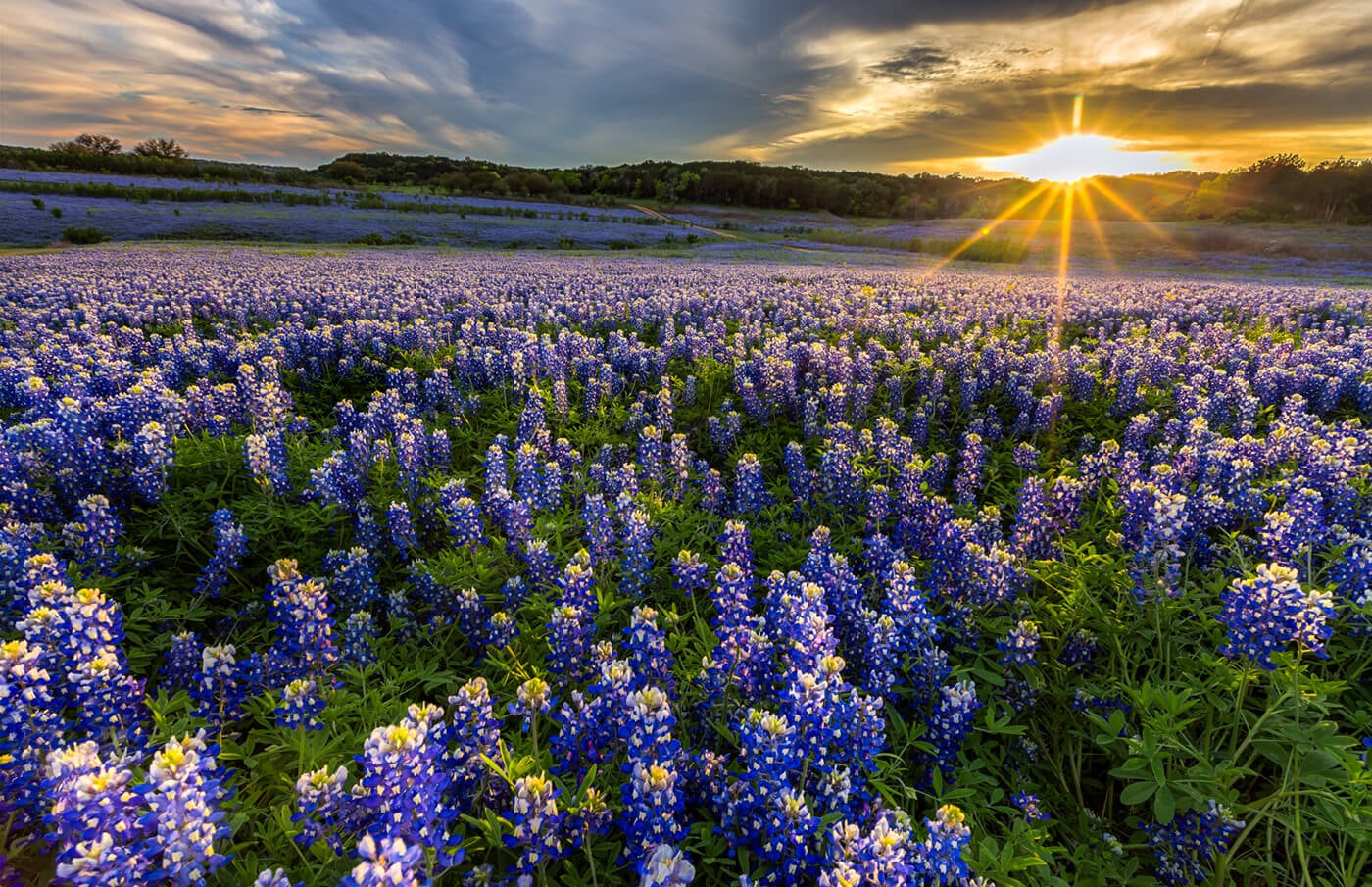 landscape sunset with purple flowers