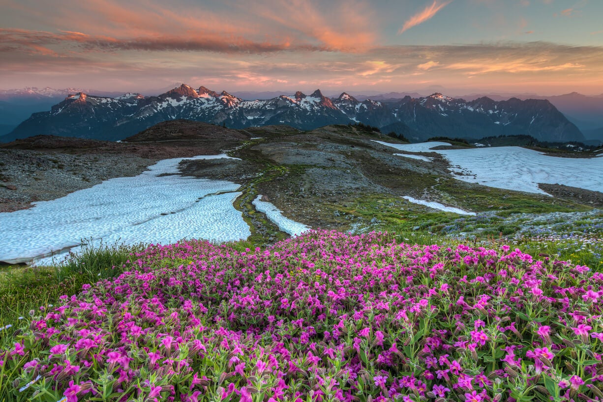 wild flowers snow and mountains