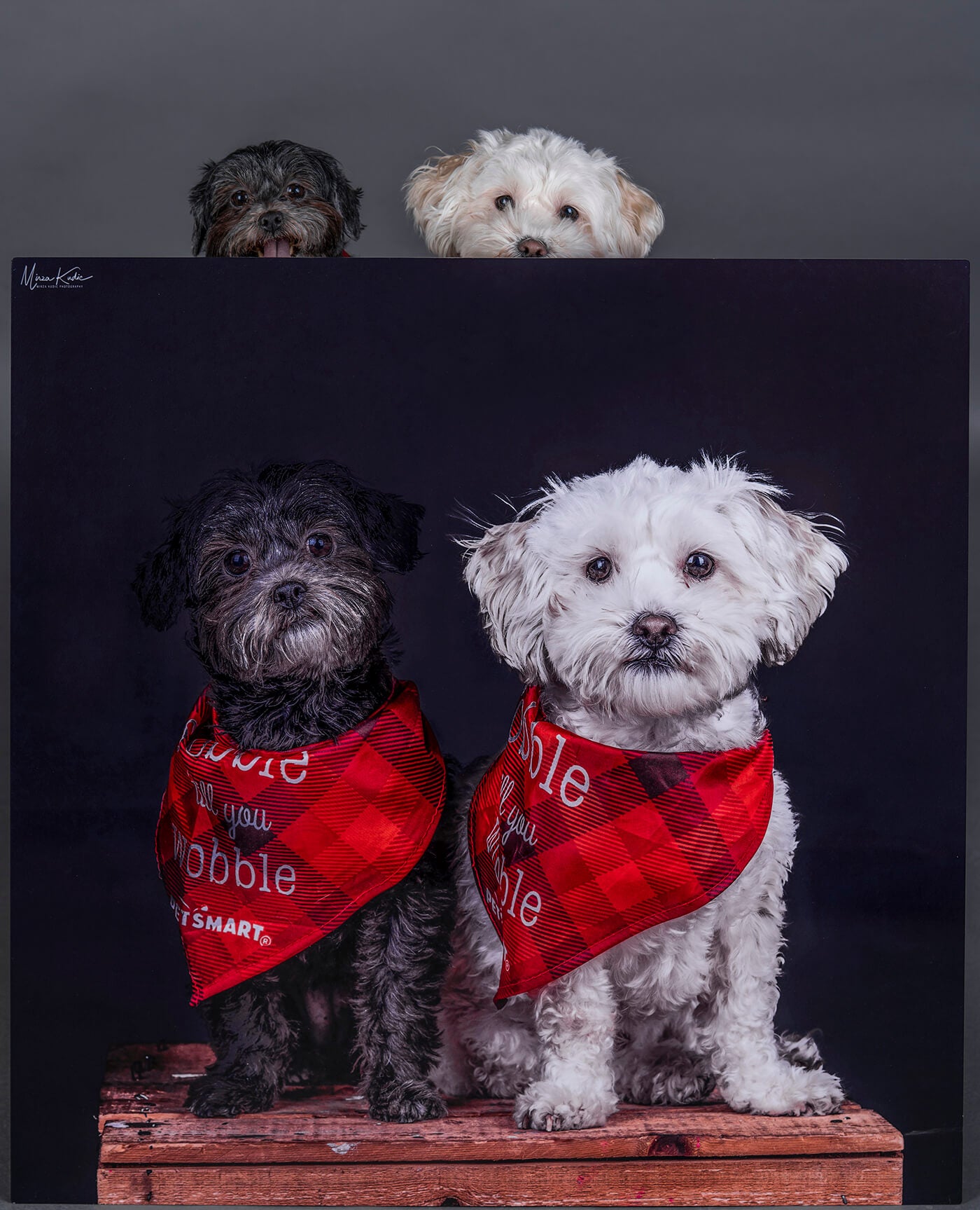 two dogs printed on metal print manufactured by printique