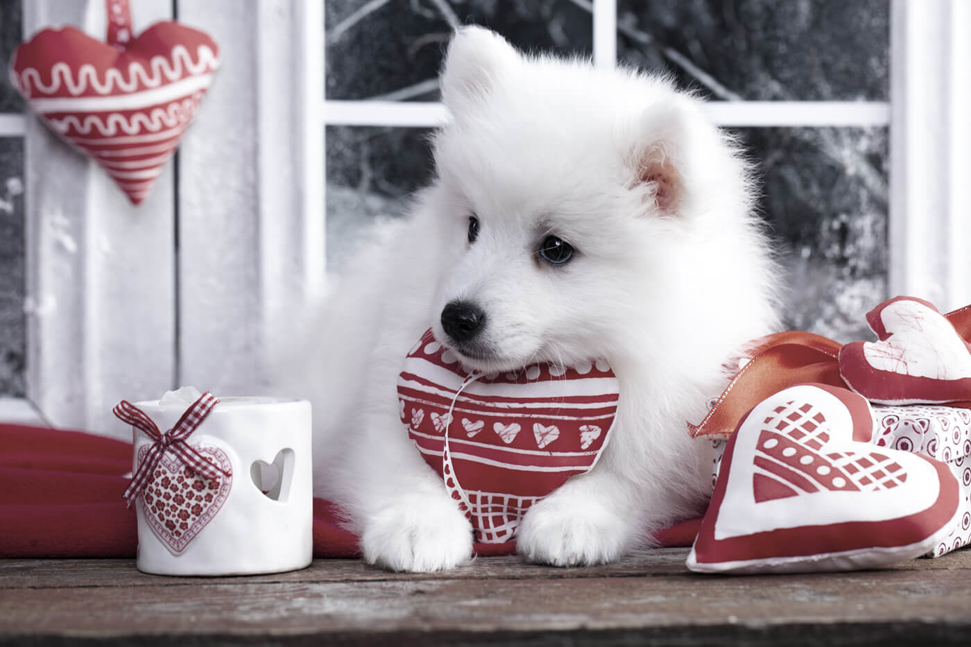 dog with hearts