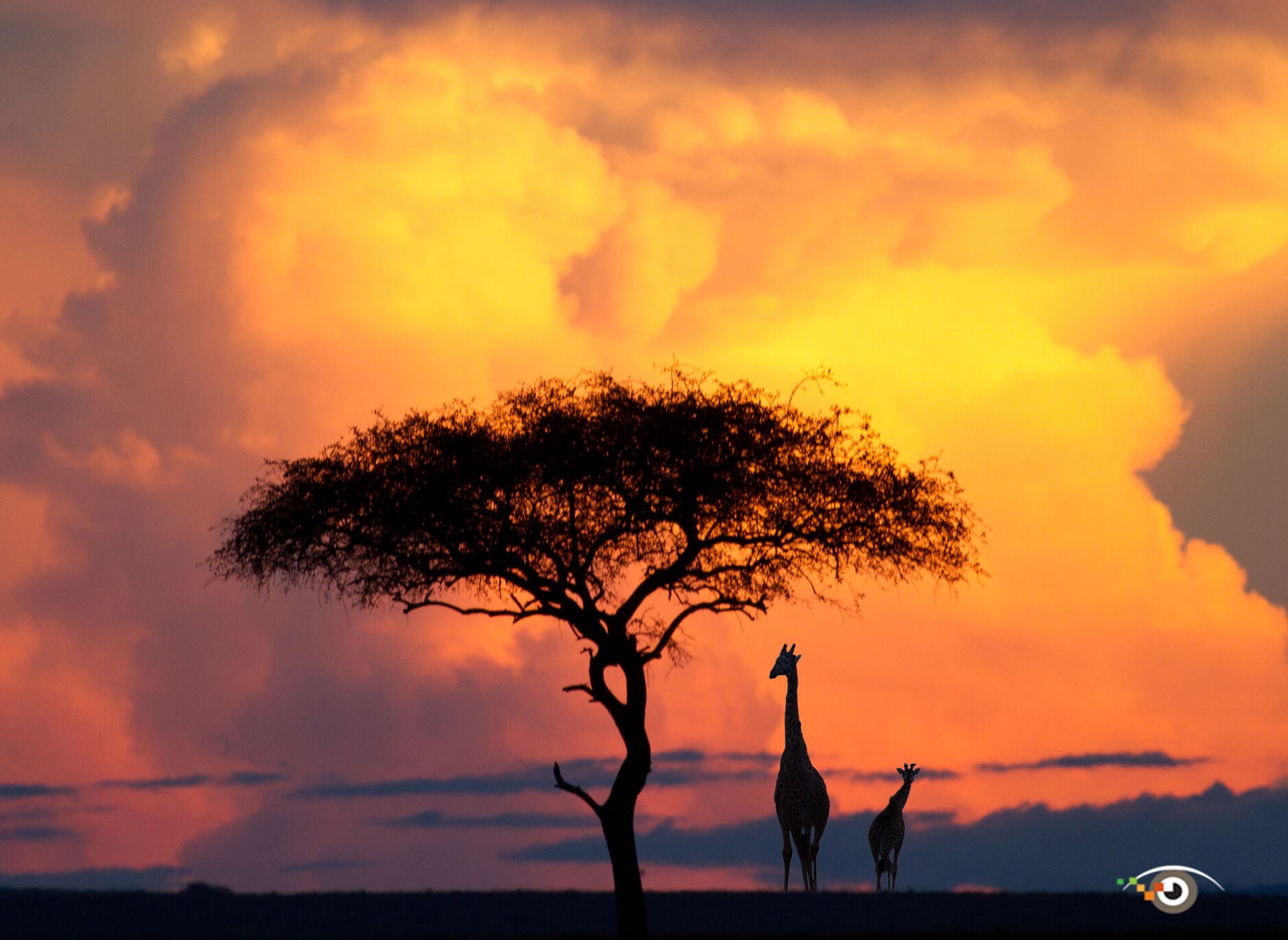 Rick Sammon Giraffe Photo