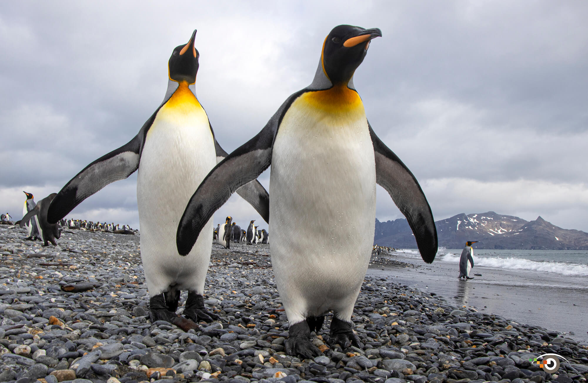 Rick Sammon Penguin photos