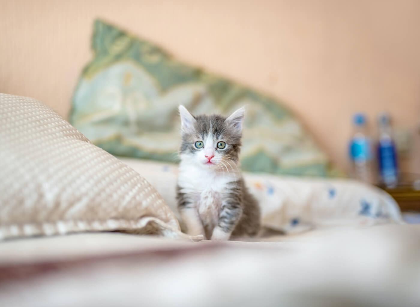 photos of pets on bed kitten