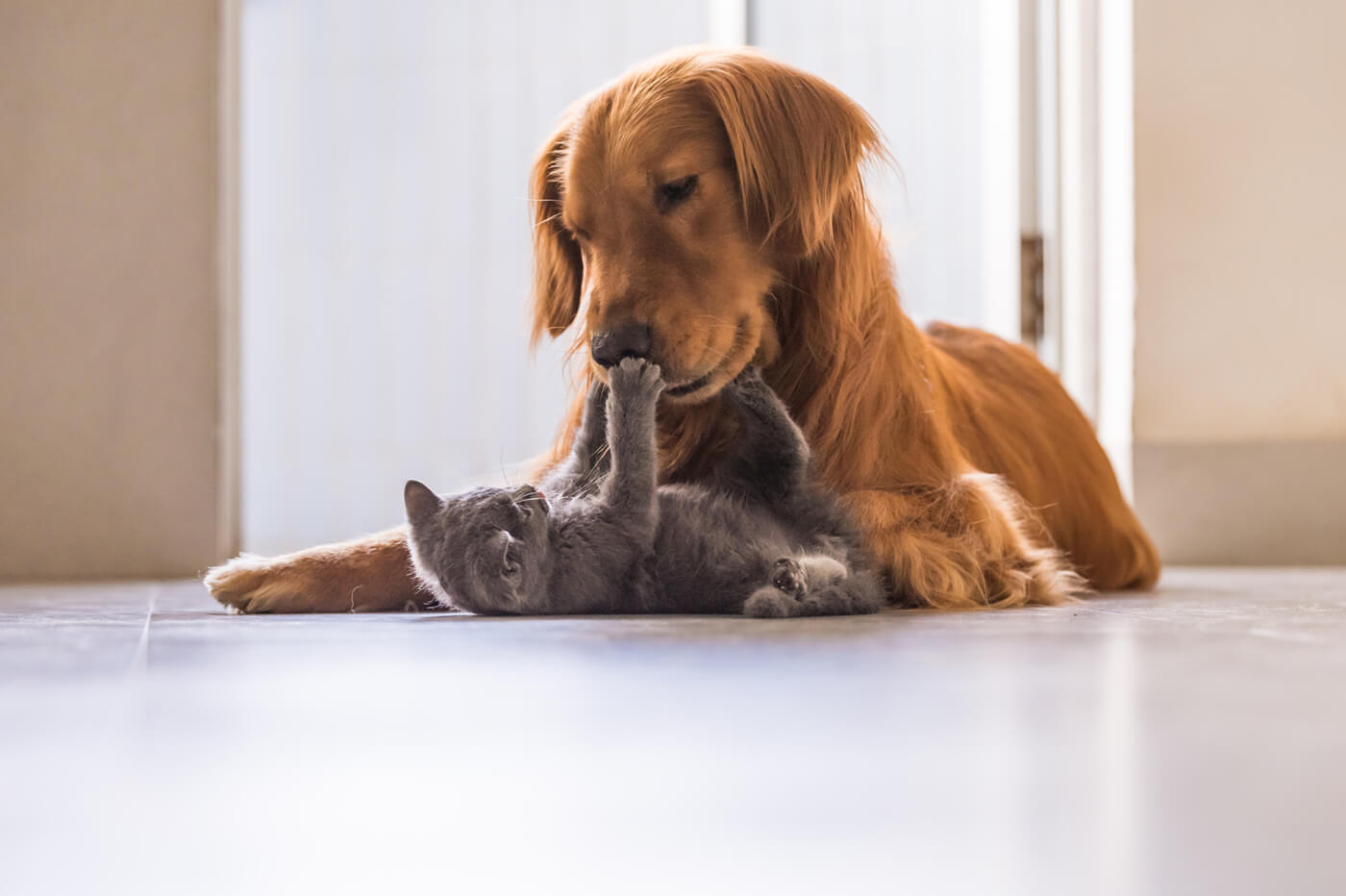photos of pets  a cat and dog playing on floor