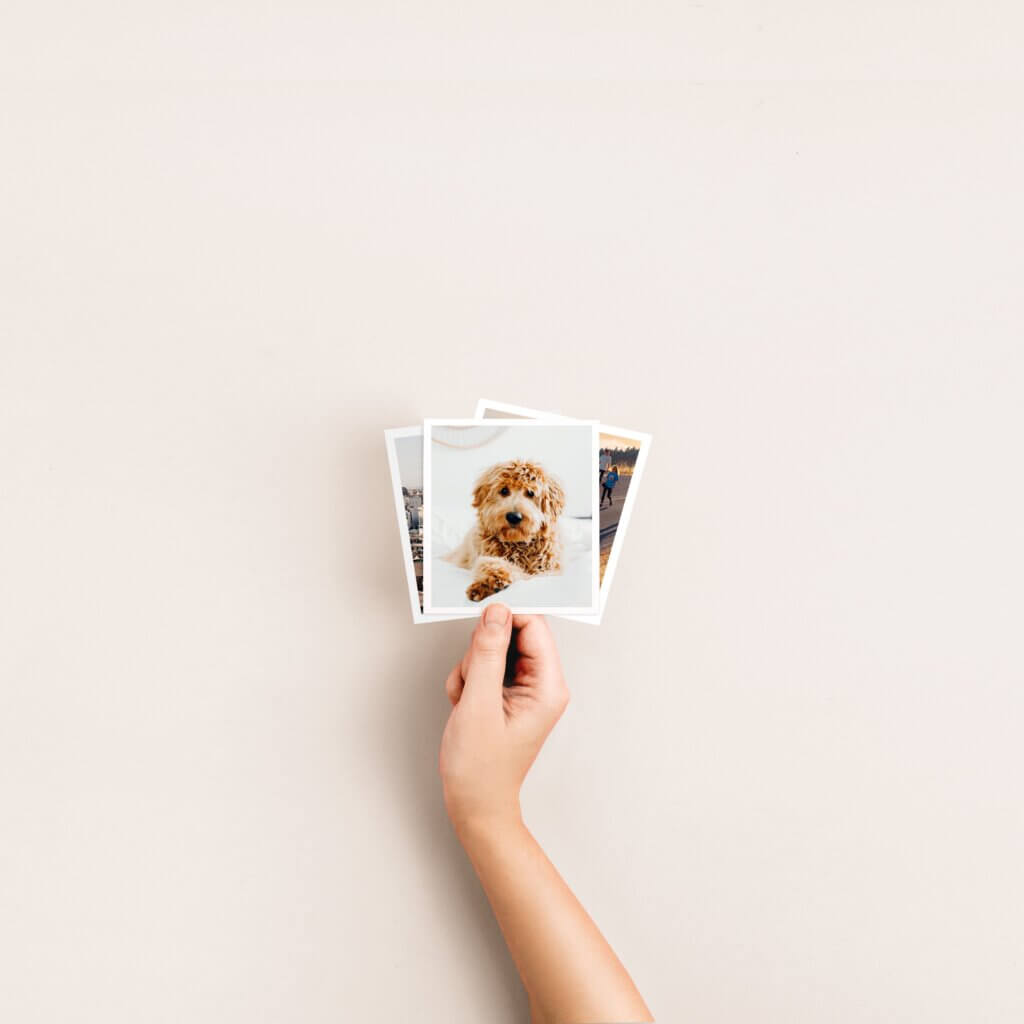 Classic photo prints of dog to decorate college dorm room