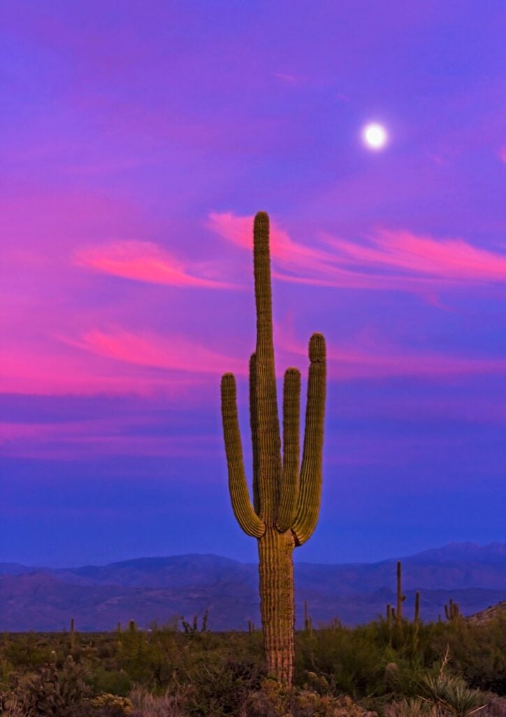 Saguaro cactus during a fall sunset in Arizona.