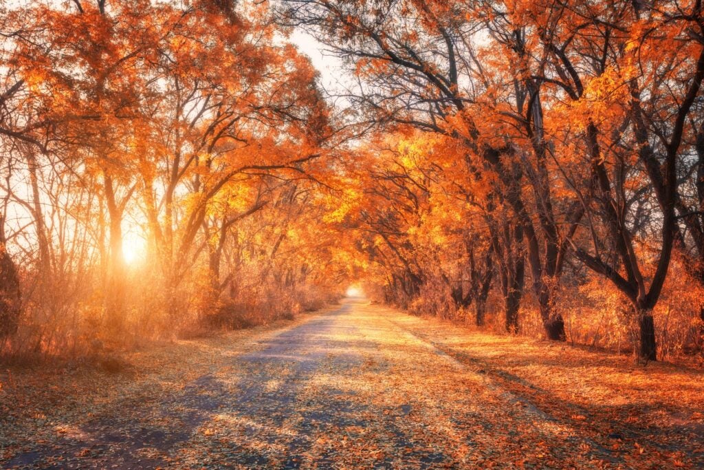 Road lined with colorful autumn trees.