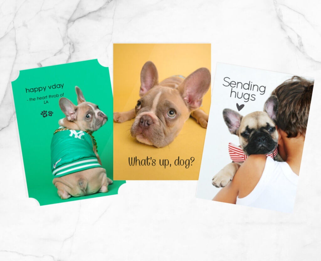 Valentine's Day pet portraits turned into adorable custom greeting cards.