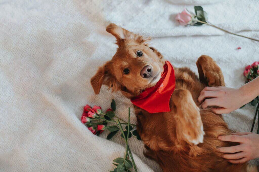 Adorable Valentine's Day pet portrait of golden retriever laying in roses.
