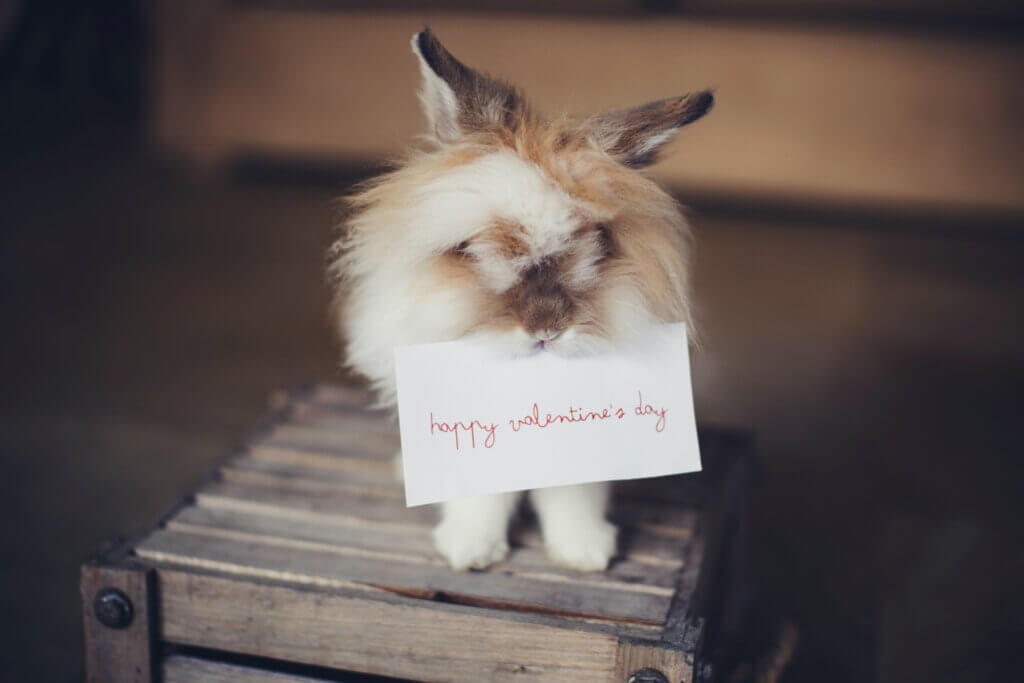 Adorable Valentine's Day pet portrait of rabbit holding a Happy Valentine's Day sign.
