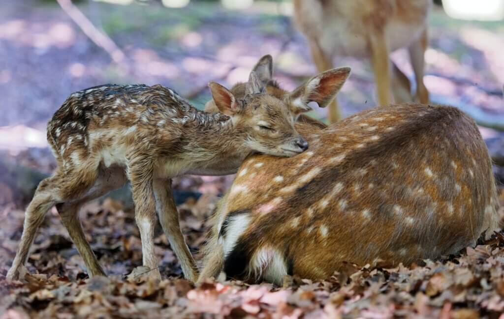 Spring is the perfect time to photograph baby animals, like this  newborn fawn hugging his mother.