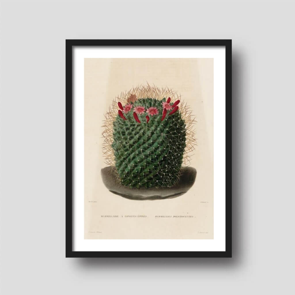 Free printable art of a colorful cactus illustration, displayed on a framed print.