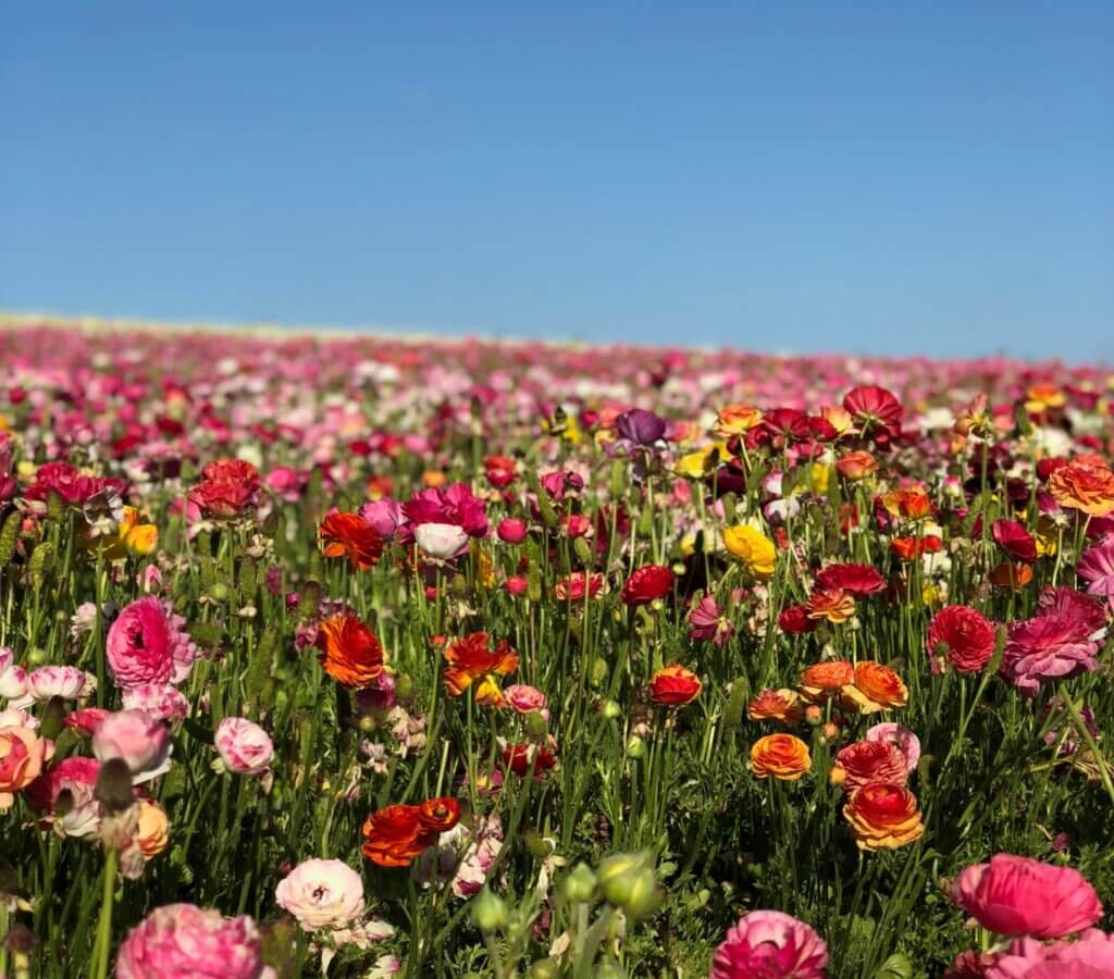 Carlsbad Ranch California is the perfect spring photography destination.