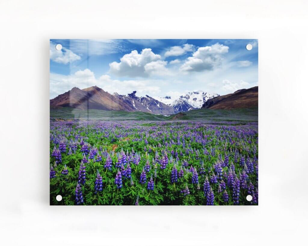 Acrylic wall print of vibrant lavender field.