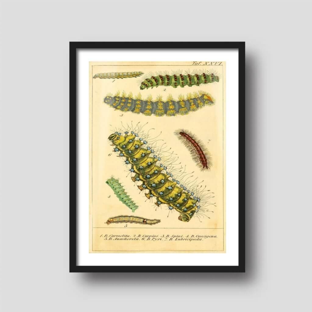 Free printable art of colorful caterpillar illustrations, displayed on a framed print.