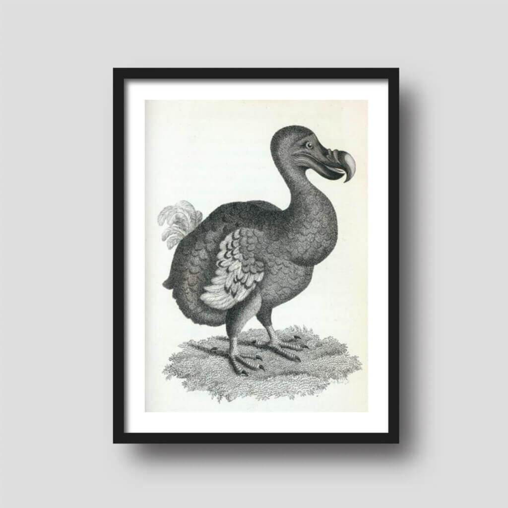 Free printable art of a Dodo bird illustration, displayed on a framed print.