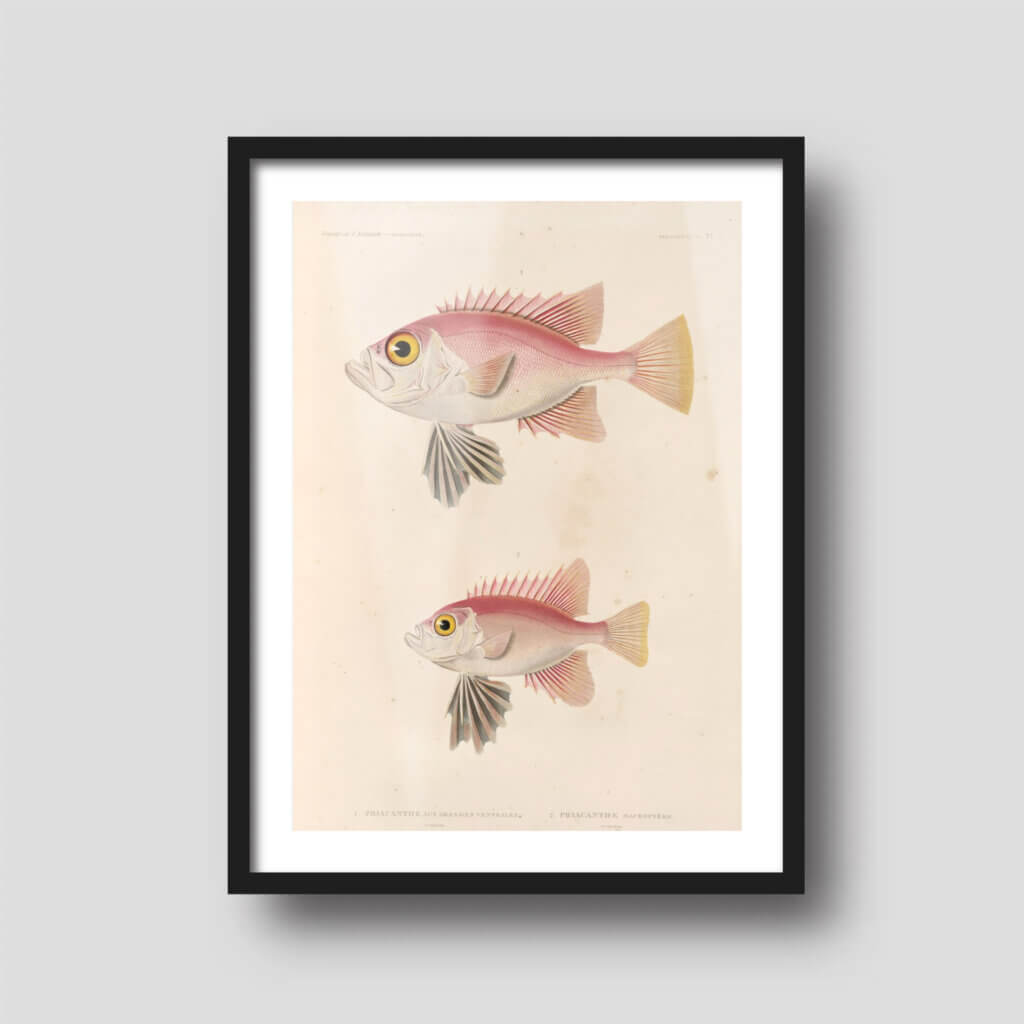 Free printable art of a beautiful pink fish, displayed on a framed print.
