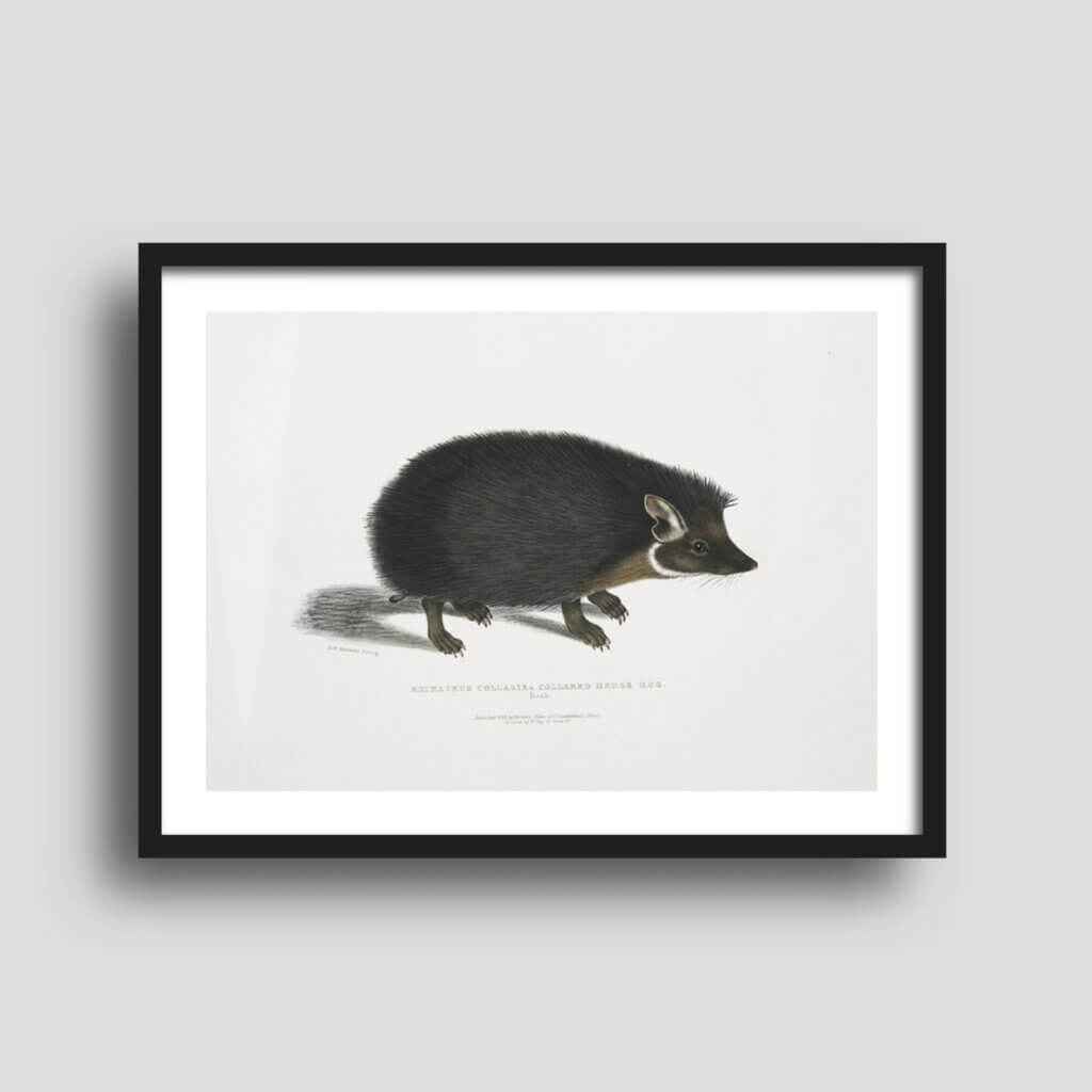 Free printable art of a hedgehog illustration, displayed on a framed print.