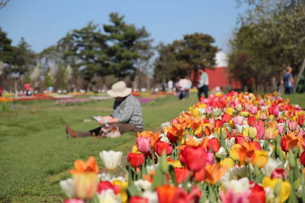Holland, Michigan's Tulip Time festival is the perfect spring photography destination.