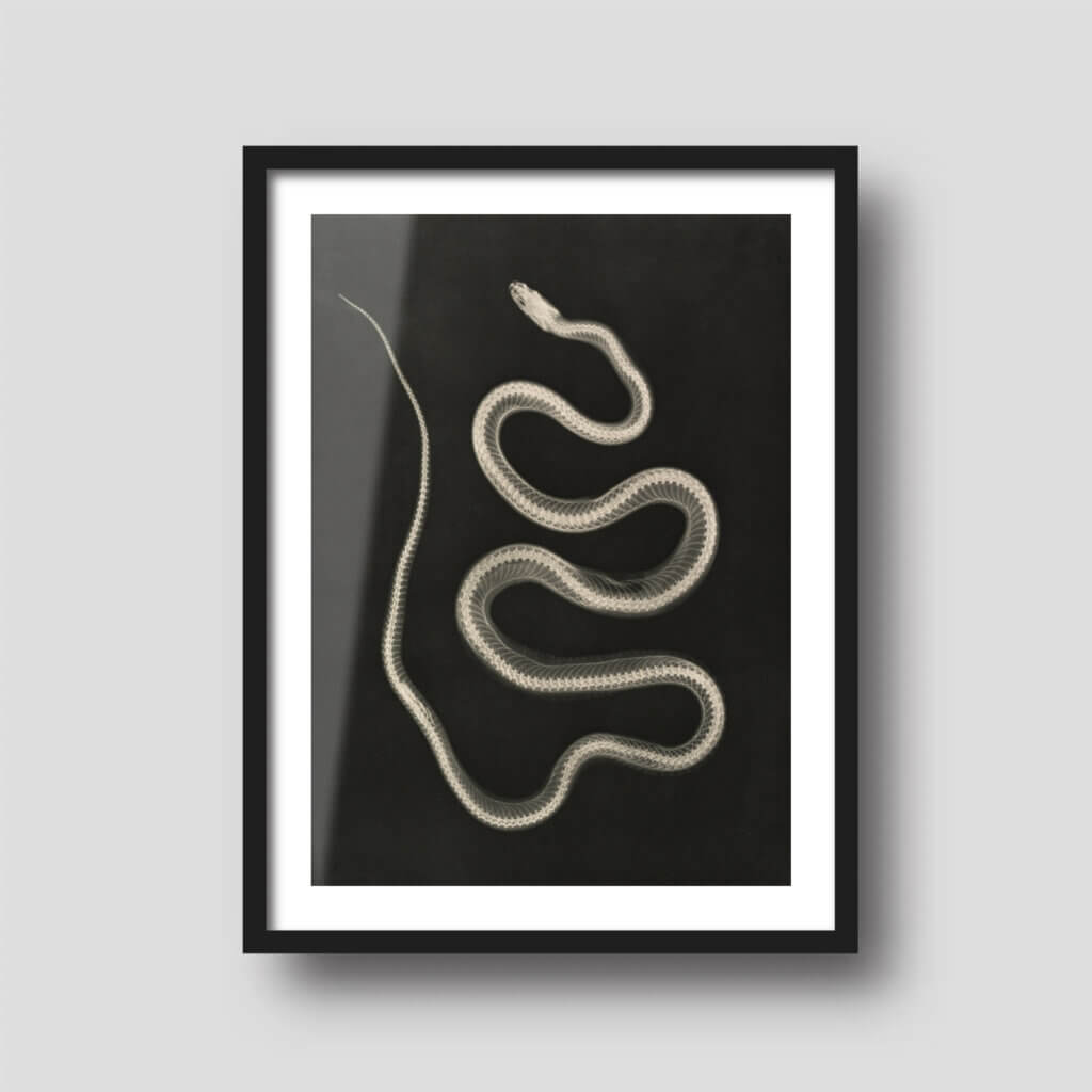 Free printable art of an early X-Ray scan of a snake, displayed on a framed print.