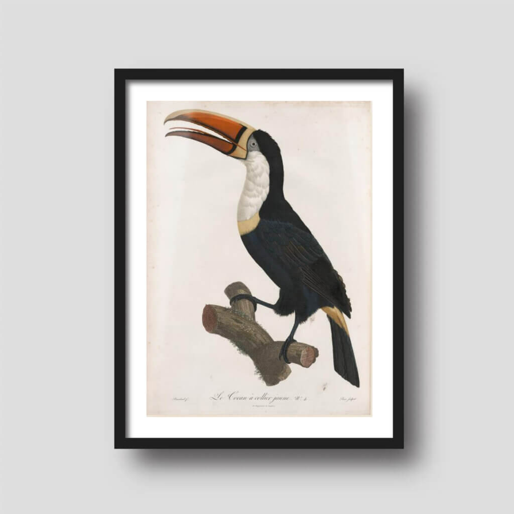 Free printable art of a gorgeous toucan illustration, displayed on a framed print.