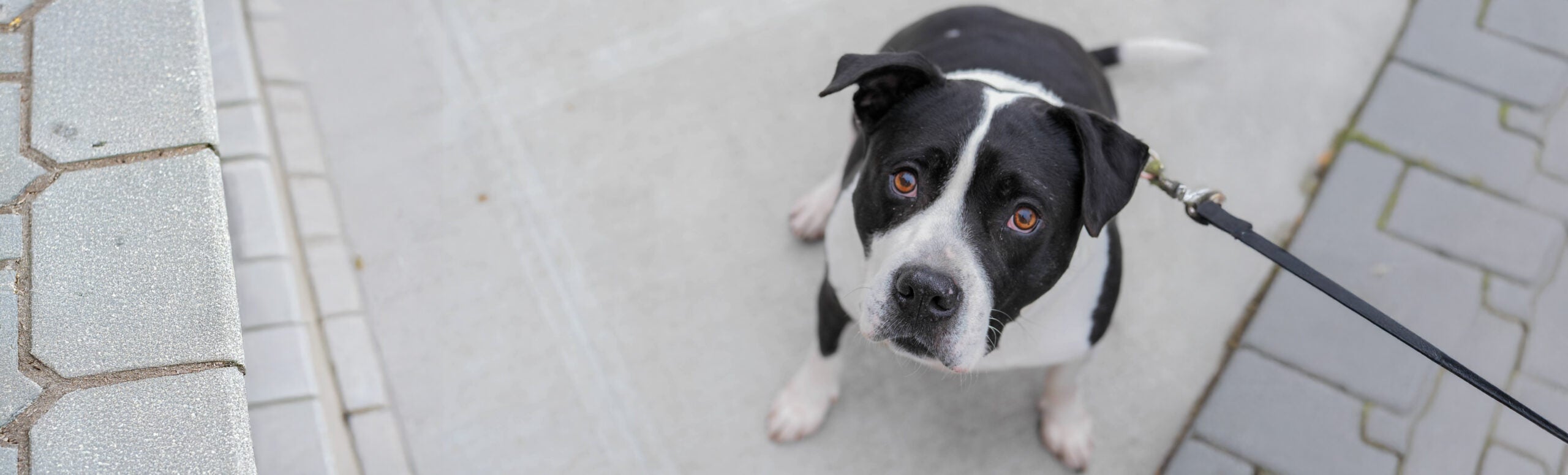 From Shelter to Forever Home: Love Your Pet Day with Sean Casey Animal Rescue