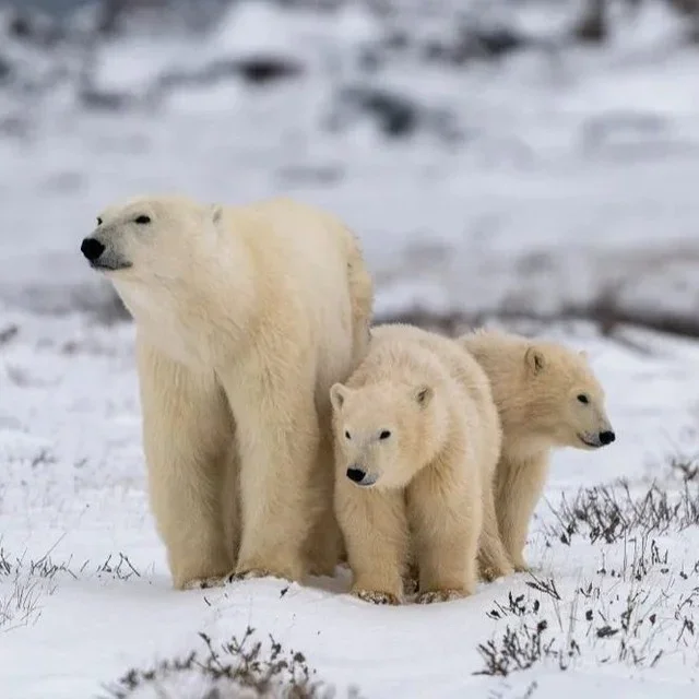 And the winner is...
Thank you to all of our talented participants that took part in our Mother Nature in Print Photo Contest! Thank you to our sponsors @mumubathshop @adorama @sandisk and @scuba.com - stay tuned for our Father's Day giveaway, coming soon...

Winner: 
Daniel Mirmilshteyn's 
A mother polar bear and her two cubs looking out over the frozen tundra.

Honorable mentions: 

Suzan Lewis
Orchid Oasis 

Sherry Pollett
Bluebonnet House

Dawn Carl
In Flight

Yevgeniy Durets
Morning Canadian Goose